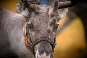 Wanderungen in finnisch Lappland Rentiere
