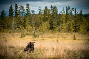 Wanderungen in finnisch Lappland Bärenbeobachtung