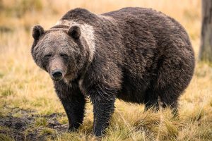 Wanderungen in finnisch Lappland Bärenbeobachtung