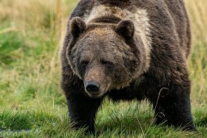 Wanderungen in finnisch Lappland Bärenbeobachtung
