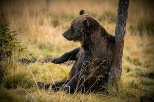 Wanderungen in finnisch Lappland Bärenbeobachtung
