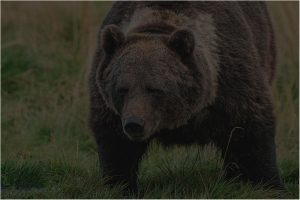 Wanderurlaub in finnisch Lappland am Nordpolarkreis Region Kussamo