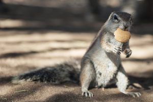 Von der Hauptstadt Windhoek in Richtung Süden