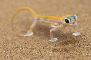 Von der Hauptstadt Windhoek in Richtung Süden