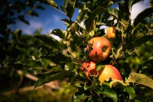 Sonne Lebensfreude Wein und Äpfel Südtirol