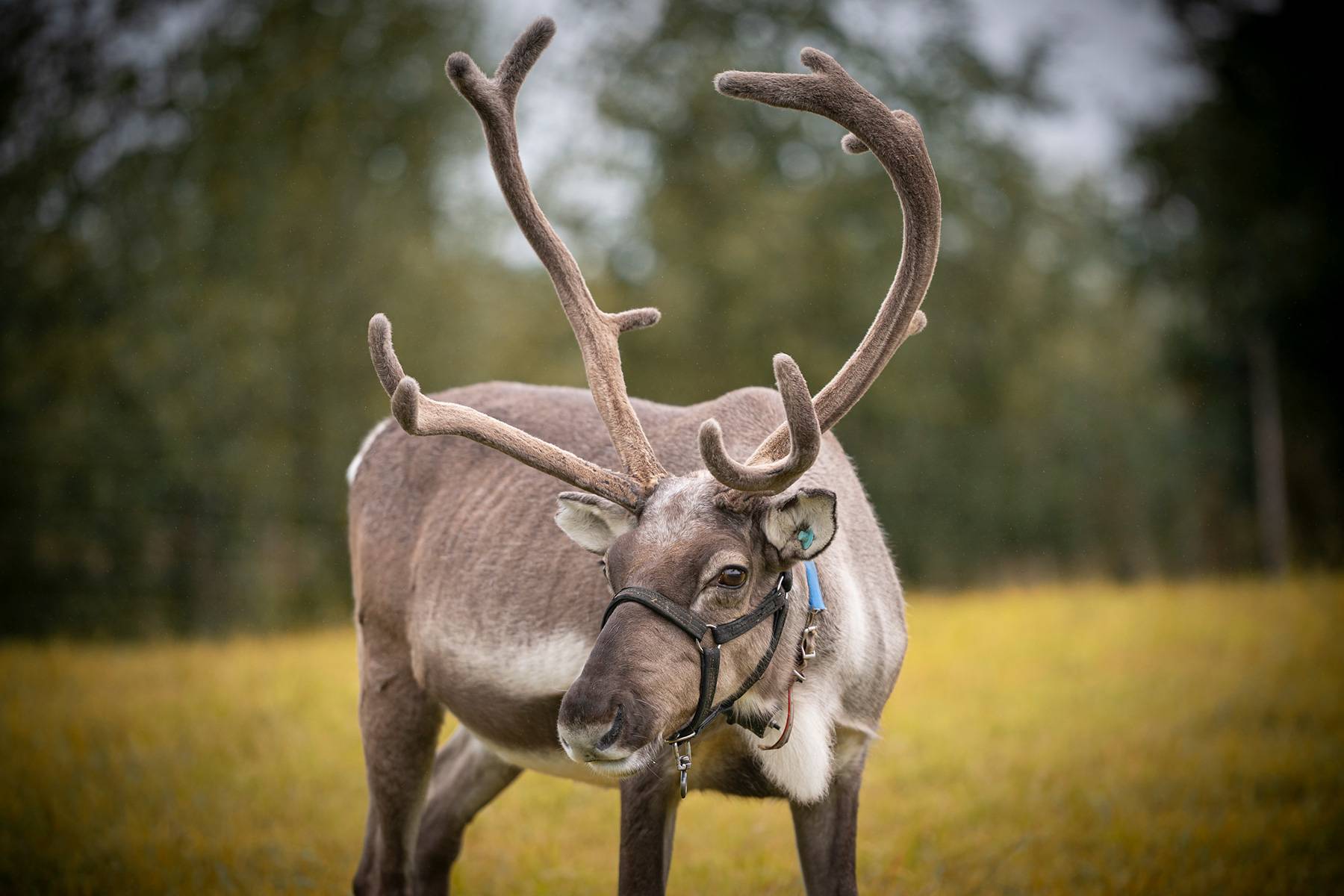 Wanderungen in finnisch Lappland Rentiere